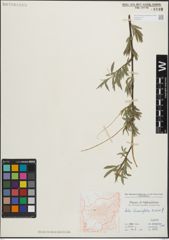 Foto von Salix linearifolia E. L. Wolf